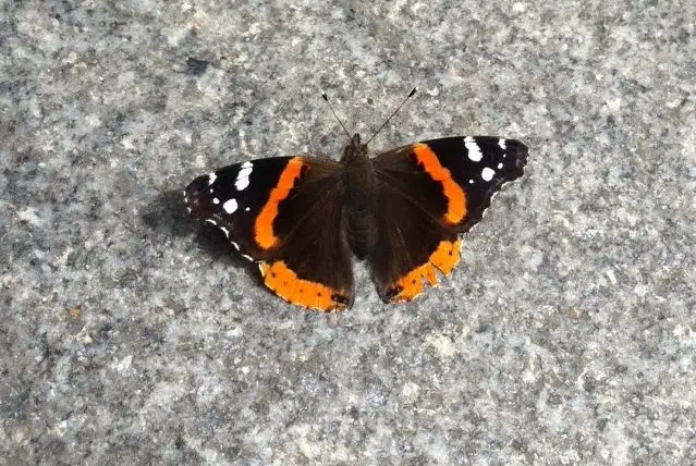 Red Admiral butterfly at Verdi Square, Broadway and West 73rd Street